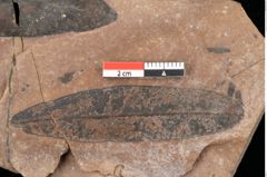 Foto (Detailsansicht) von Quercus palaeoilex Ettingshausen (NHMW-GEO-2024-0188-0768)